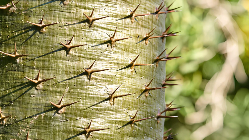 Madagascar Palm thriving in bright natural light