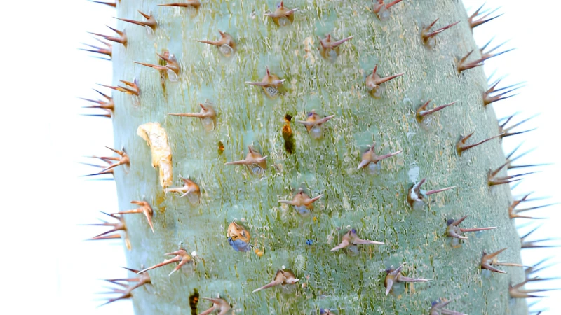 Madagascar Palm planted in a stylish container