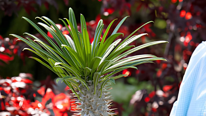 Madagascar Palm growing in a sunny garden