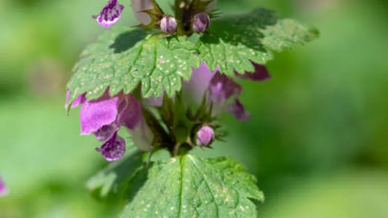Magenta-purple Dead Nettle flower blooms peeking beneath a canopy of green leaves.