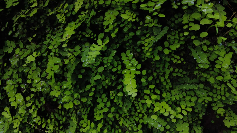 Maidenhair Fern with delicate fan-shaped green fronds growing as an elegant ornamental plant