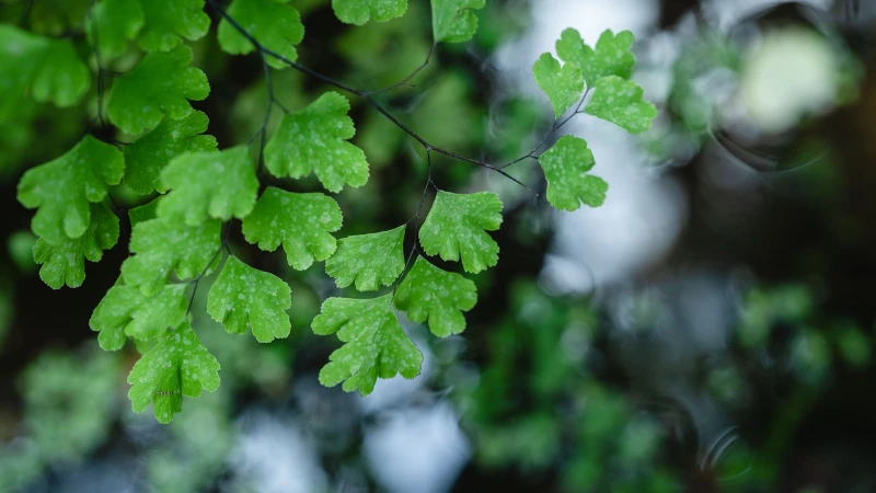 Maidenhair Fern growing in a shaded garden