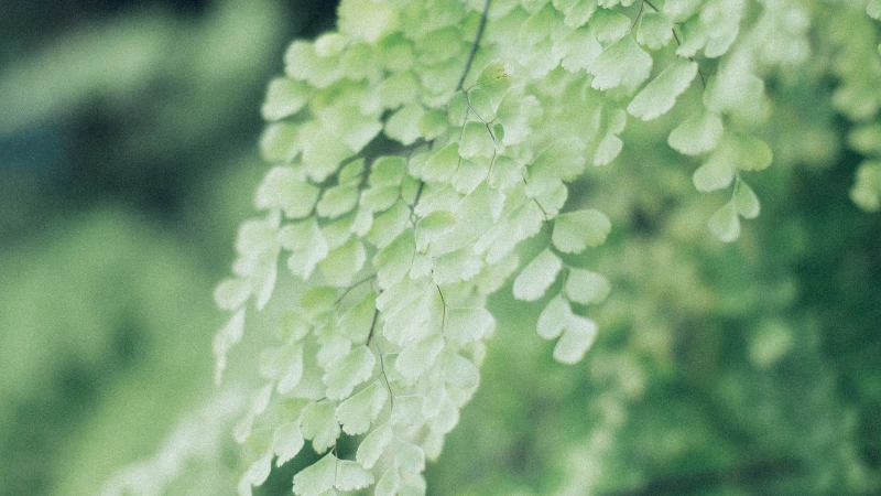 Maidenhair Fern growing as an indoor houseplant