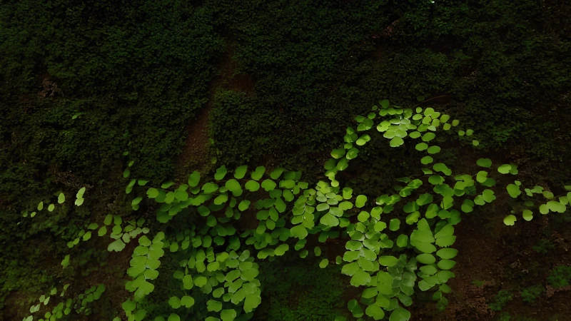 Maidenhair Fern with delicate arching foliage
