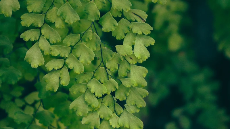 Potted Maidenhair Fern with vibrant green foliage