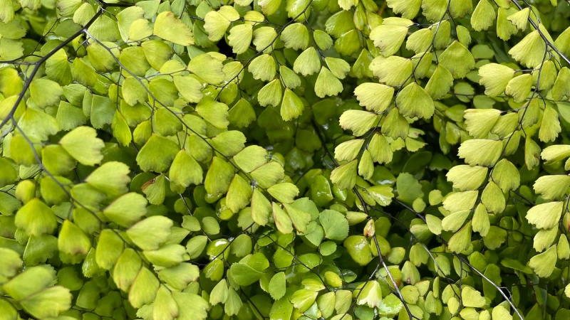 Maidenhair Fern illuminated by natural sunlight