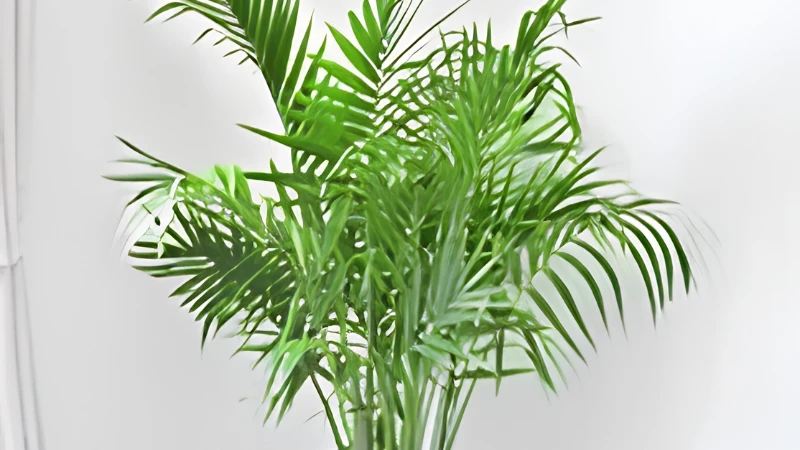 Close-up of Majesty Palm feathery green fronds