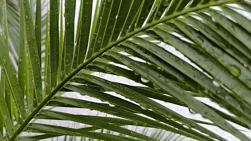 Majesty Palm with lush green arching leaves