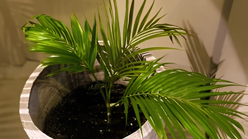 Majesty Palm with lush feathery green fronds indoors