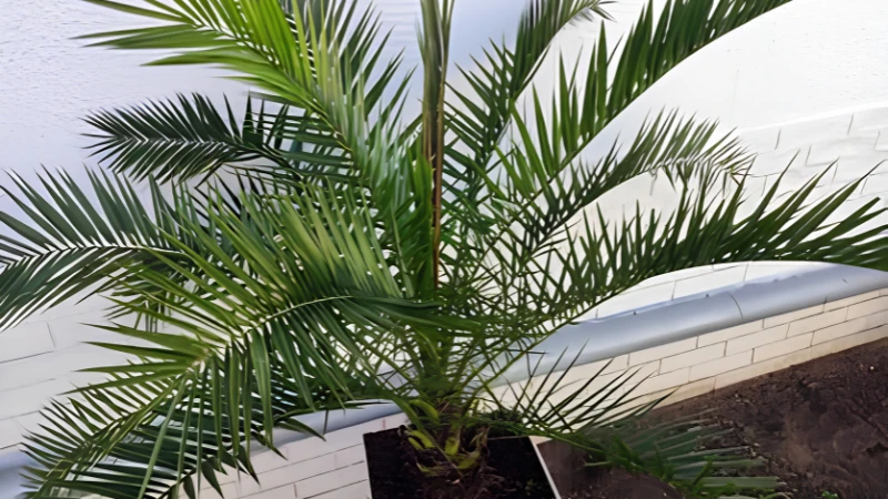 Majesty Palm thriving indoors near a bright window