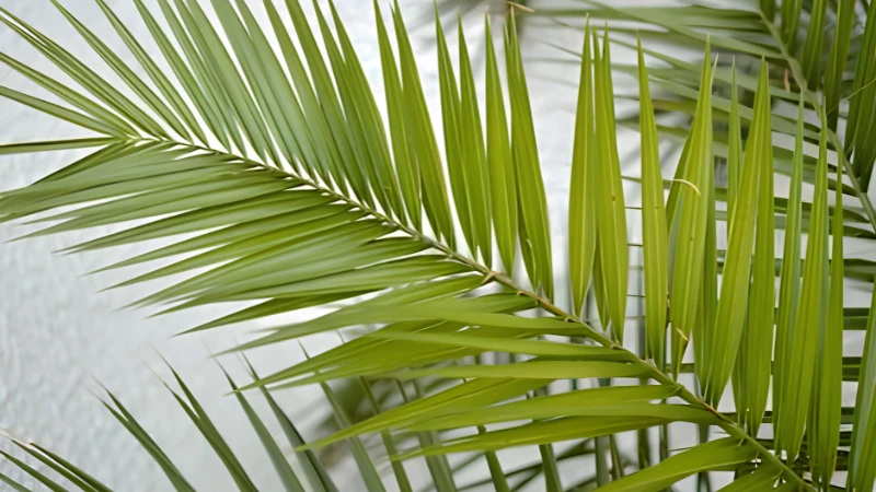Majesty Palm with lush arching fronds