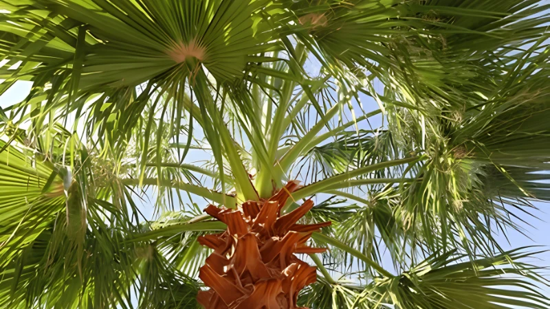Majesty Palm growing in bright indirect sunlight