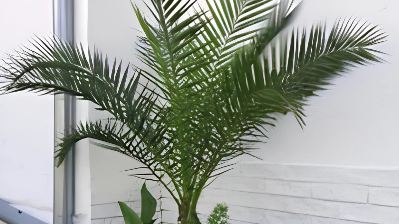 Majesty Palm with graceful arching green fronds