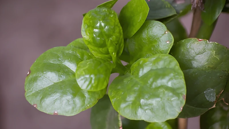 Malabar Spinach with lush green climbing vines and glossy edible leaves