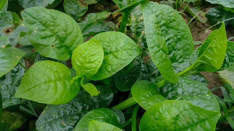 Close-up of glossy Malabar Spinach leaves