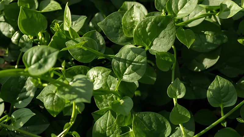 Malabar Spinach vine growing in a home garden