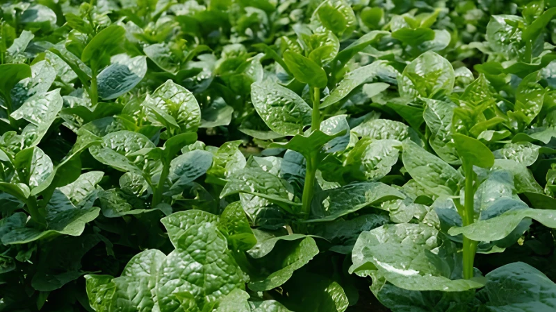 Malabar Spinach ready for fresh leaf harvest