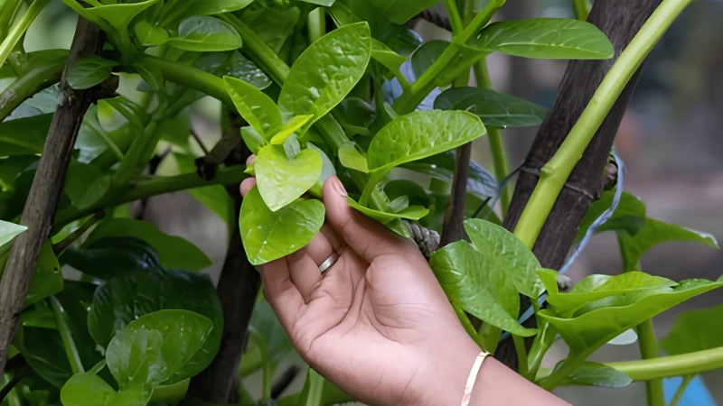 Malabar Spinach growing in a raised vegetable bed