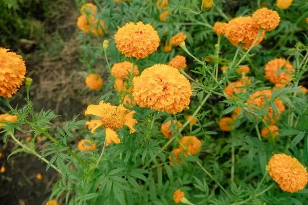 Marigold 