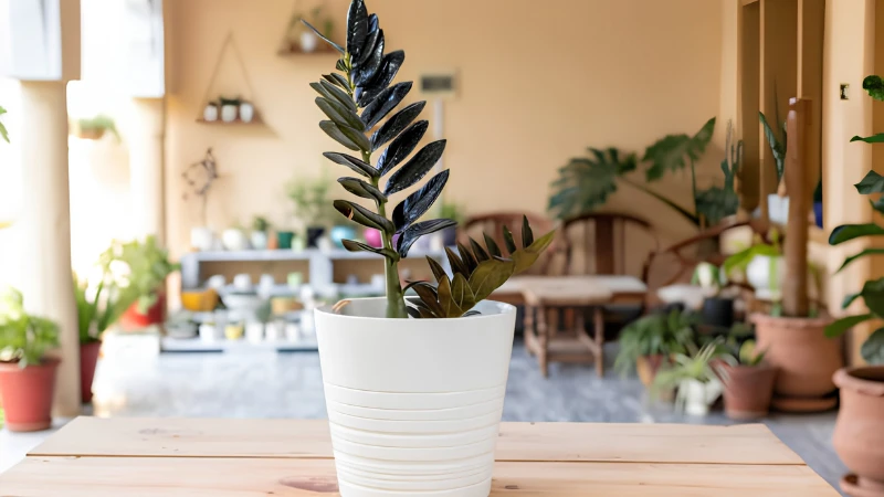 Mature Raven ZZ Plant with dark glossy foliage