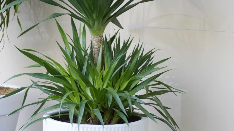 Mature Yucca plant with dense foliage