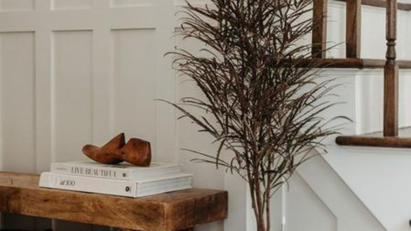 Mature False Aralia plant with elegant foliage