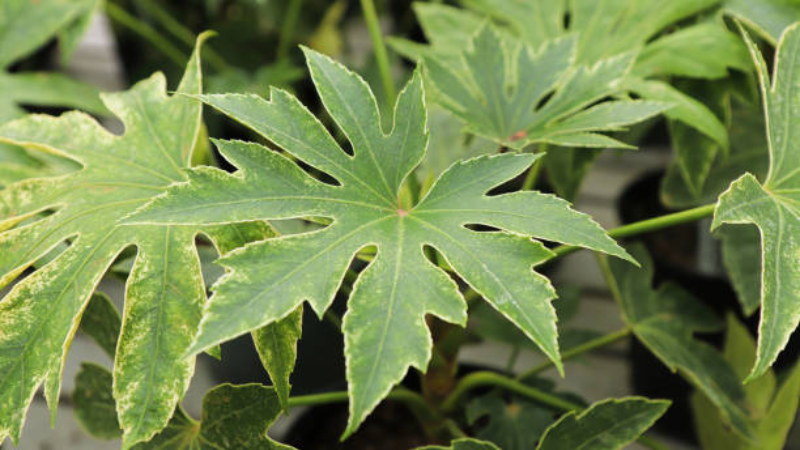 Mature Fatsia Spider Web Plant