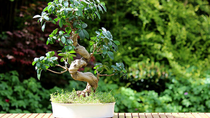 Mature Ginseng Ficus bonsai with twisted roots