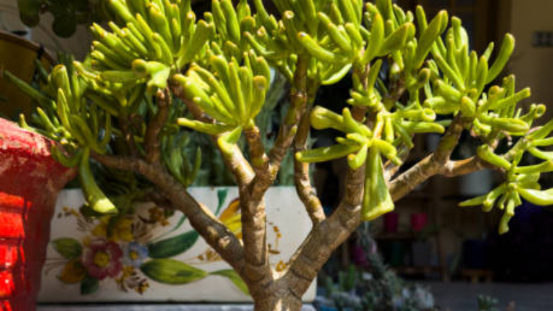Mature Gollum Jade succulent growing in a decorative pot