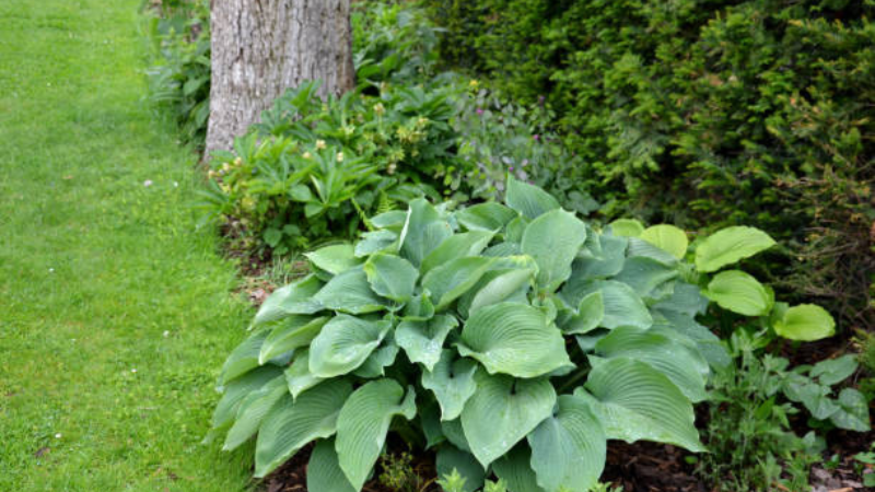 Mature Halcyon Hosta with broad blue-green foliage