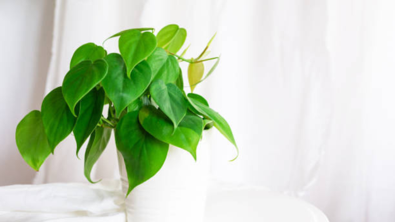 Mature Heartleaf Philodendron with dense green foliage