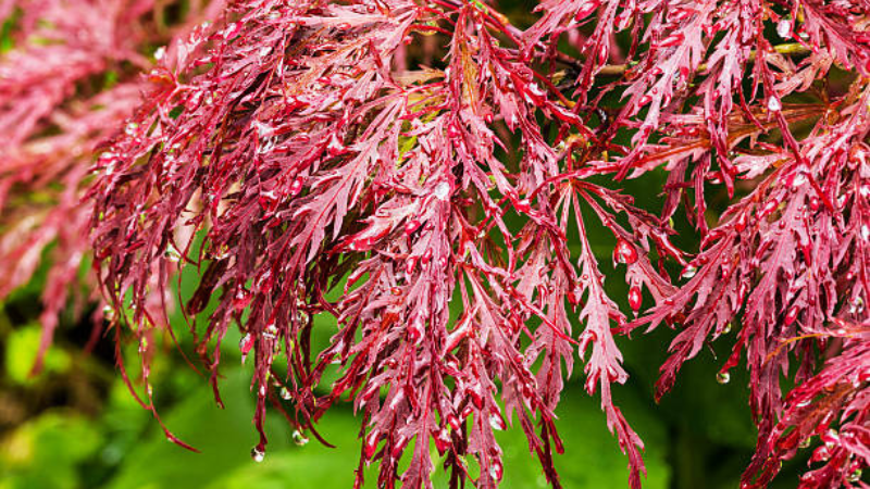 Mature Inaba Shidare Japanese Maple with spreading canopy