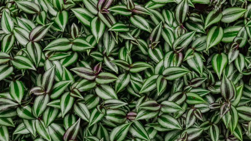 Mature Inch Plant with dense colorful foliage