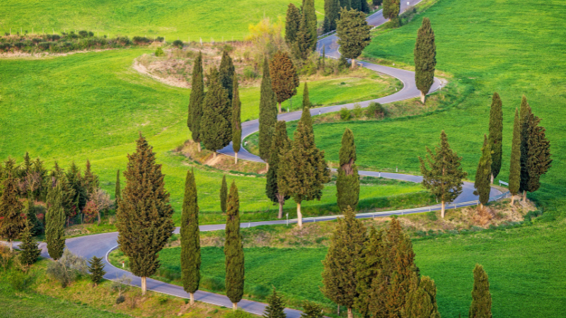 Mature Italian Cypress tree growing in a landscaped yard