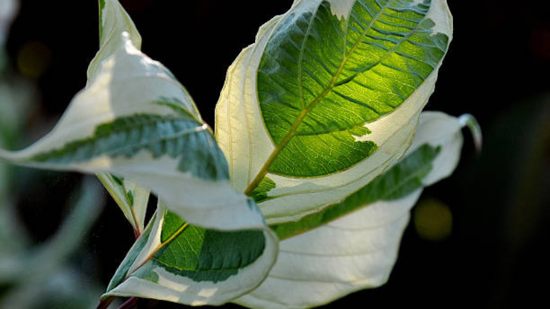 Mature Ivory Halo Dogwood growing in a landscaped yard
