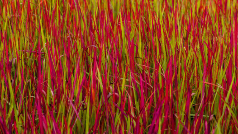 Mature Japanese Blood Grass with intense red foliage