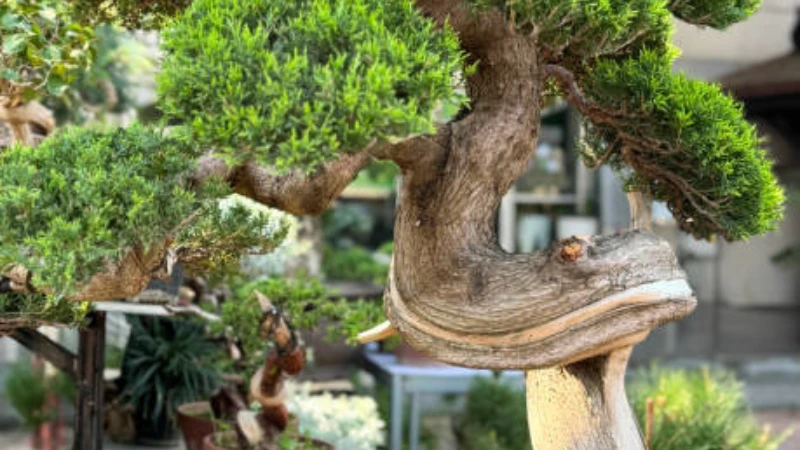 Mature Juniper Bonsai tree