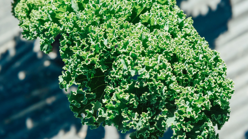 Mature Kale plant with lush leafy growth
