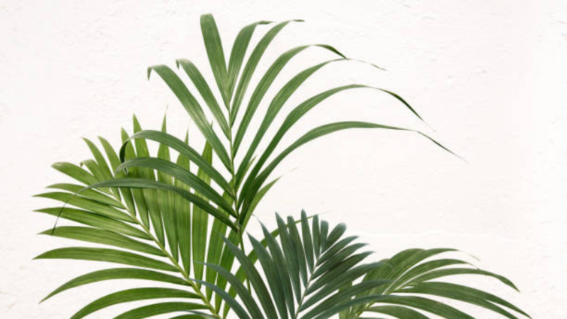 Mature Kentia Palm with full green foliage