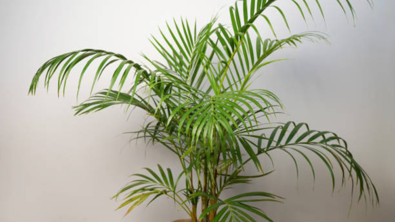 Mature Kentia Palm Plant with graceful arching green fronds