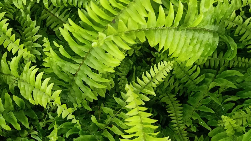 Mature Kimberley Queen Fern growing in a decorative planter