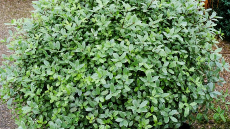 Mature Kohuhu shrub with lush foliage