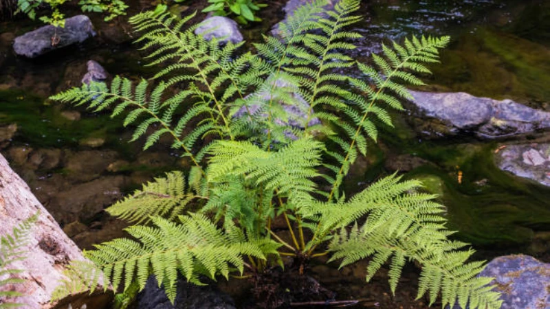 Mature Lady Fern growing with lush green foliage