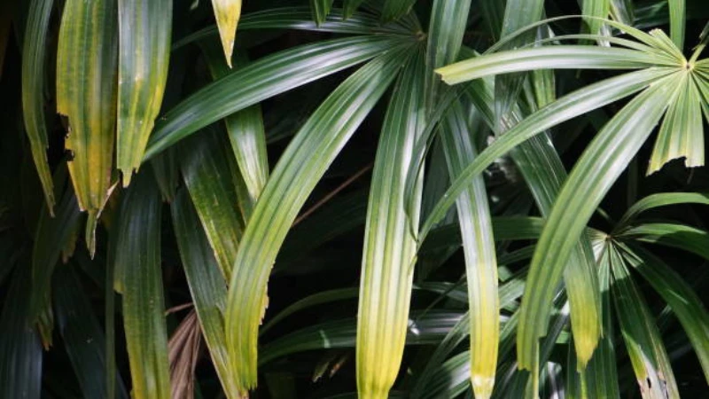 Mature Lady Palm with lush evergreen fronds