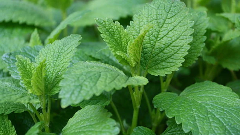 Mature Lemon Balm plant with dense leafy growth