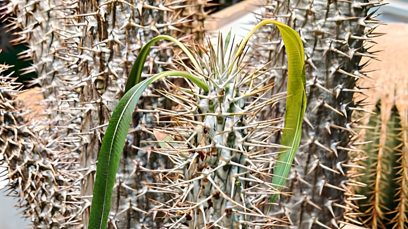 Mature Madagascar Palm growing in a decorative planter