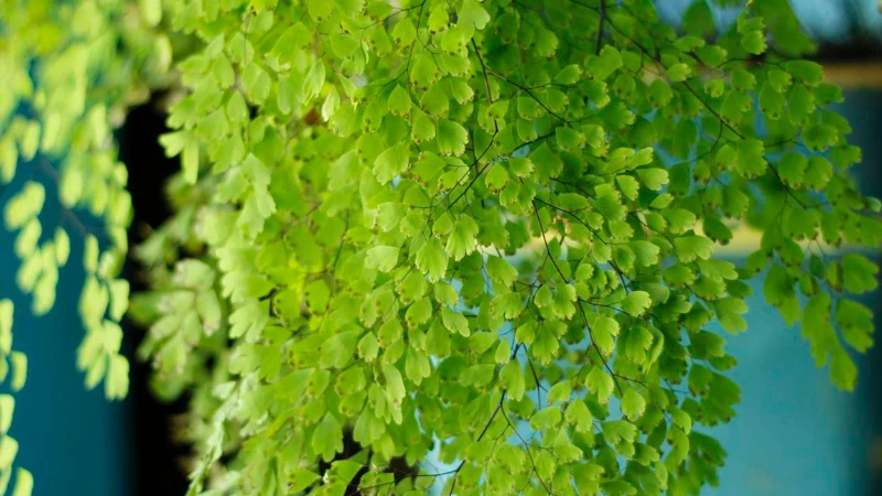 Mature Maidenhair Fern with dense foliage