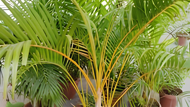 Mature Majesty Palm with tall tropical foliage