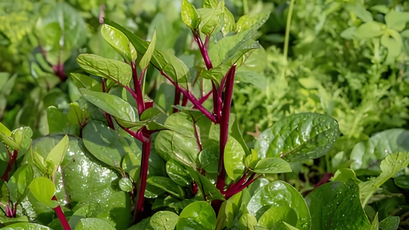 Mature Malabar Spinach with dense leafy growth