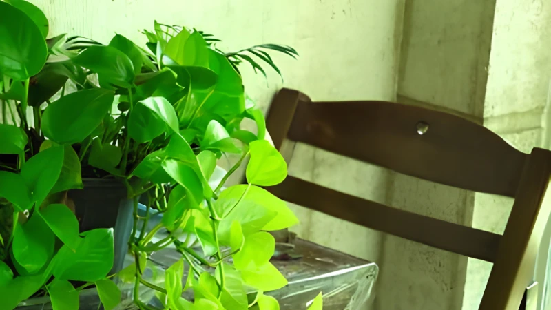 Mature Neon Pothos with lush trailing vines
